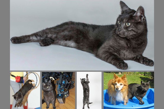 schwarze Katze Filmkatze, Standort Berlin. Diese Katze ist eine der wenigen erwachsenen Katzen, die für Filmaufnahmen und Fotoproduktionen geeignet ist.
Ausbildungsstand: Sitz, Platz, Springen, agiert mit fremden Menschen und anderes.
Referenzen: diverse Werbespots, Fotoshootings und Tierevents.