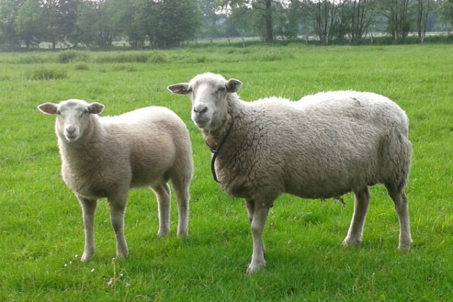 Das typische Deichschaf steht selbstverständlich in der Fiilmtier Zentrale zur Verfügung.

30 Jahre Arbeit mit Filmtieren haben eine Menge Referenzen für Deichschafe, Texelschafe, Zwergschafe, Skudden usw. geschaffen.