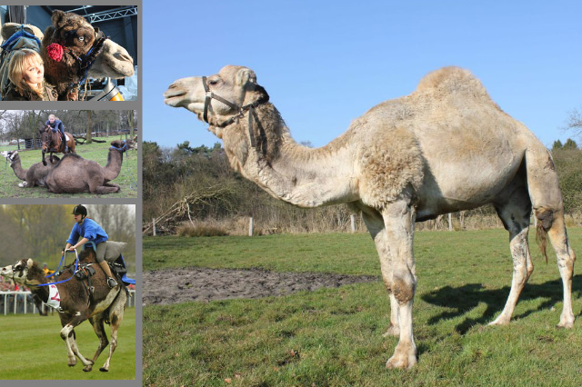 Dromedar Dromedare, Standort bei Hannover, transportfähig. Es stehen mehrere Dromedare zur Verfügung, die mit speziellen Sätteln auch geritten werden können. Die Kamele mit einem Höcker heißen Dromedar.
Referenz: Werbespot