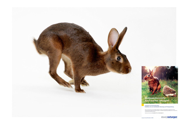 Hase Ein echter Feldhase wäre kein guter Schauspieler, weil er sich nicht an Menschen bindet. Deshalb ist das Hasenkaninchen ein Double für den heimischen Feldhasen. Hasenkaninchen setzen wir in der FilmTier Zentrale gerne für anspruchsvolle Fotoshootings und Dreharbeiten ein. Wir können die Tiere sehr gut spielerisch positionieren. Unsere Hasenkaninchen können z.B. auf den Hinterbeinen