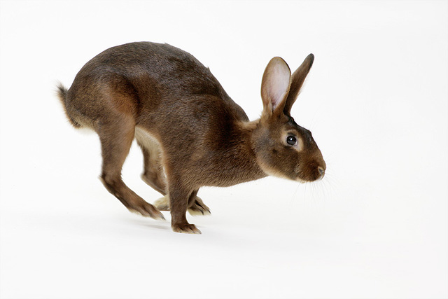In der FilmTierZentrale stehen verschiedene Hasendouble und Kaninchenrassen zur Verfügung. Für aufwändige Dreharbeiten werden die Tiere von Tiertrainern vorbereitet.

Referenzen: Waldtier-Ausstellung der FilmTier Zentrale, ARD-Osterpromotion, LBS-Spot, diverse Musikvideos, Modefotos, Werbefotoshootings und Filmproduktionen ...u.v.a.