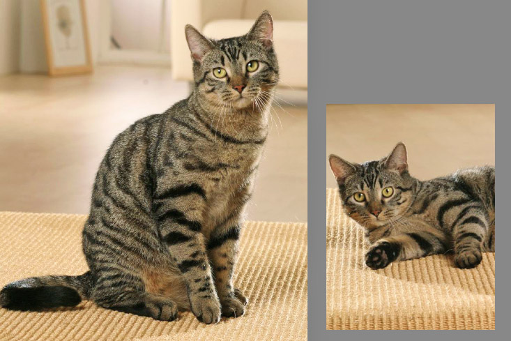 Hauskatze grau / getigert Hauskatze Atze, Standort Hamburg, sehr gut trainiert. Atze ist auch als erwachsenes Tier eine sehr gute Filmkatze und wird von der Filmtier Zentrale für anspruchsvolle Dreharbeiten eingesetzt.
Hauskatze Atze, Kater
Profil: Sitz, Platz, kommt auf Zuruf.
Referenz: div. Fotoshootings: Werbung, redaktionell, Werbespots, Katzendokumentationen.