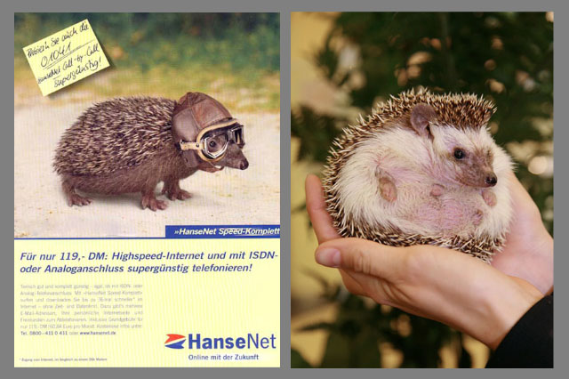 Igel Heimische Igel sind streng geschützt, deshalb dürfen sie nicht für Dreharbeiten eingesetzt werden. Wir setzen Double für heimische Igel ein. Es sind Zuchttiere aus Menschenhand.
Referenzen: Werbespots, Fotoshootings