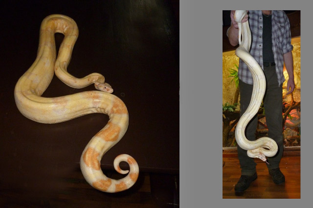 Albino Boa