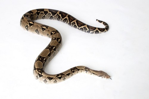 Boa constrictor