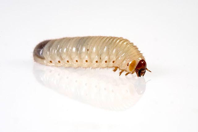 Ein Engerling für professionelle Fotografie