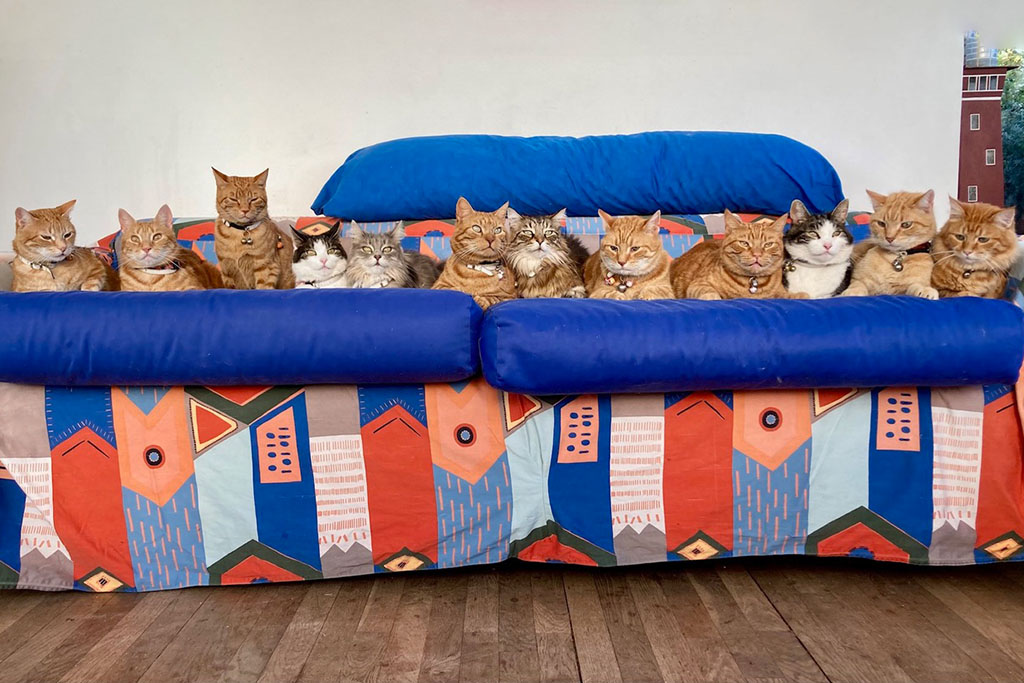 12 Filmkatzen 12 trainierte Filmkatzen