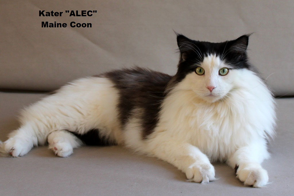 Maincoon Kater Alec filmkatze aus berlin - maincoon