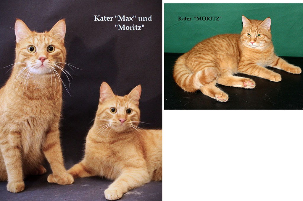 Filmkatzen / 2 Double filmkatzen aus berlin