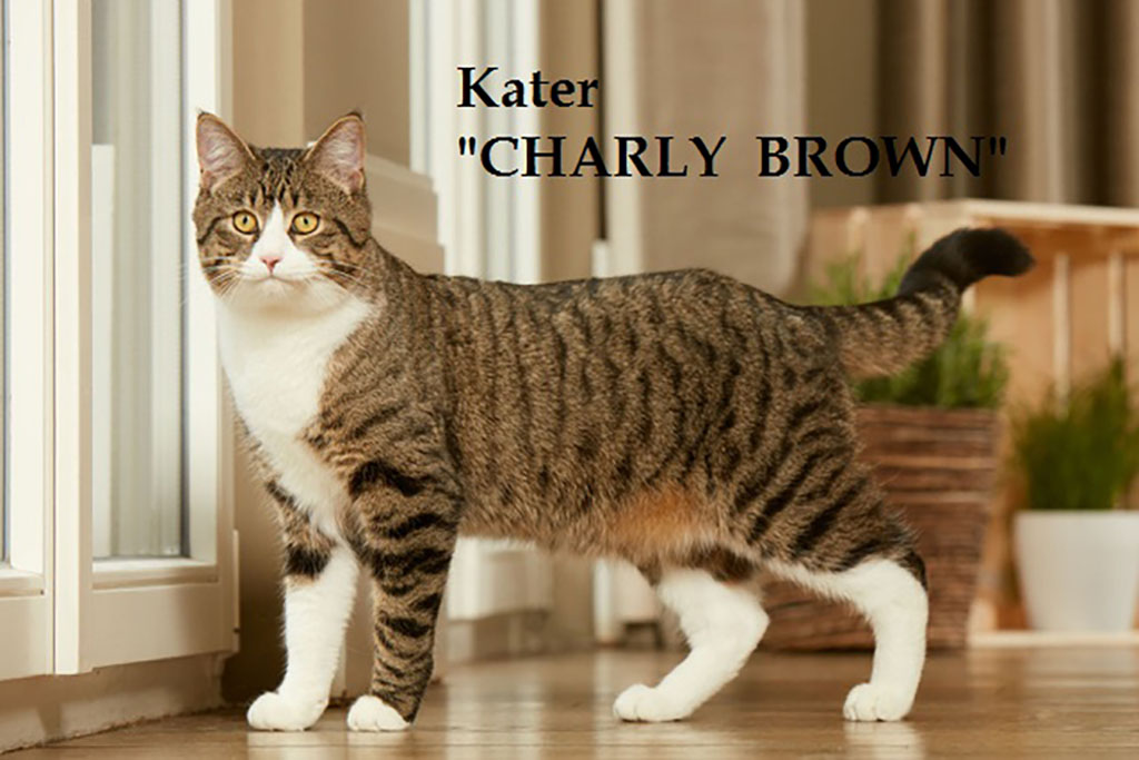 filmtier kater aus berlin von filmtiertrainerin