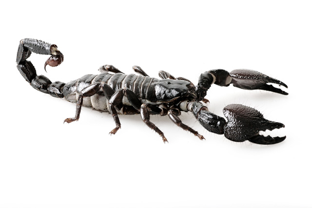 Skorpion als Tier für Filmaufnahmen
