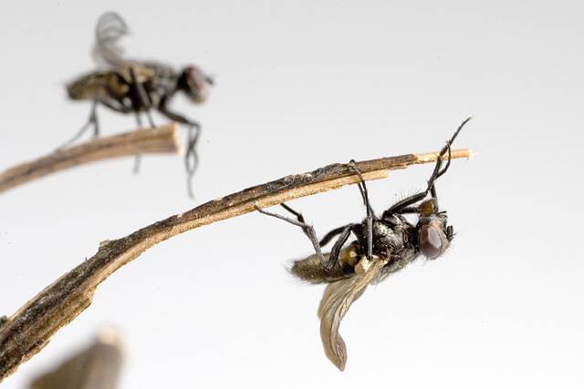 Fliegen als Requisite