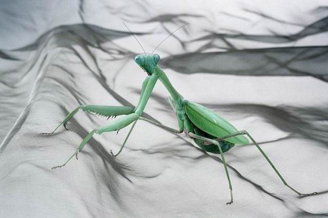 Gottesanbeterin Gottesanbeterin aus einem Musikvideo