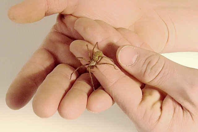 Die Hausspinne auf einer Hand bei Dreharbeiten zu einem Werbespot