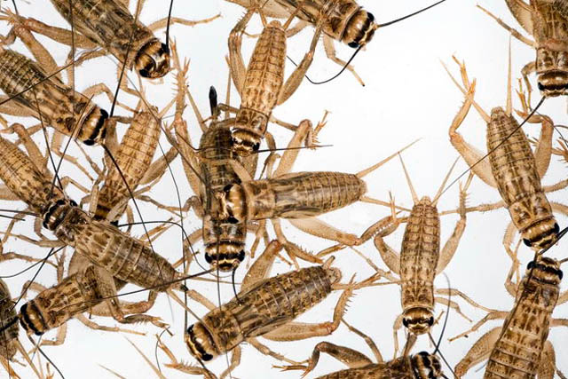 Heimchen Heimchen als Filmtiere aus einer Tieragentur