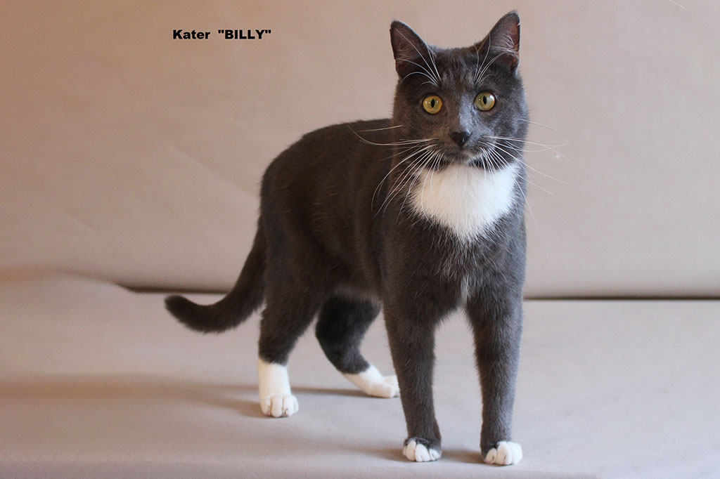Kater Billy katze aus berlin für filmproduktionen und fotoshootings