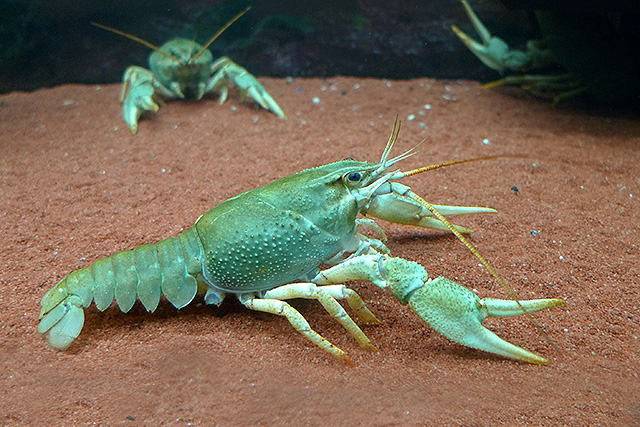 Krebse im Aquarium als Requisite im Film