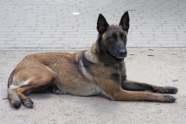 Belgischer Schäferhund