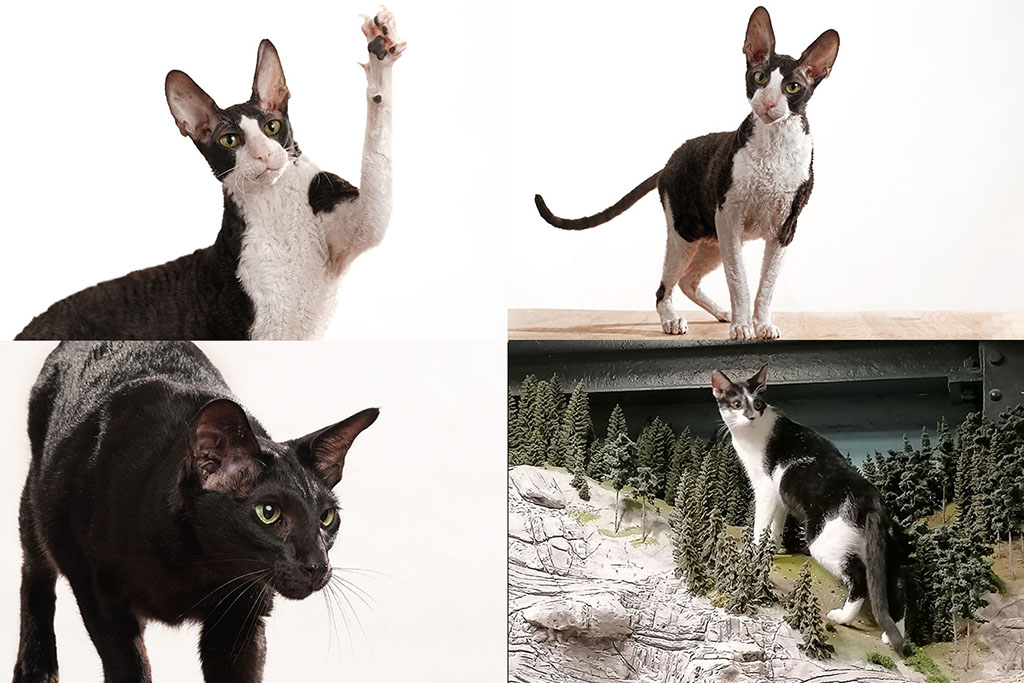 Katzen für Fotoshootings
