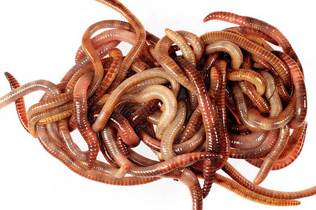Regenwürmer für die Ausstattung von Filmszenen