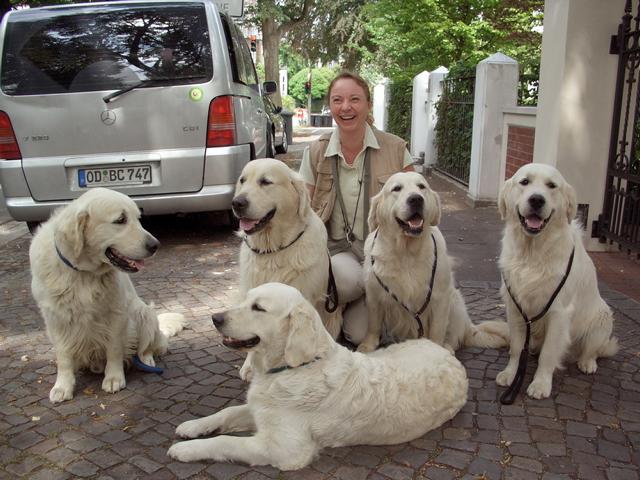 8 Golden Retriever