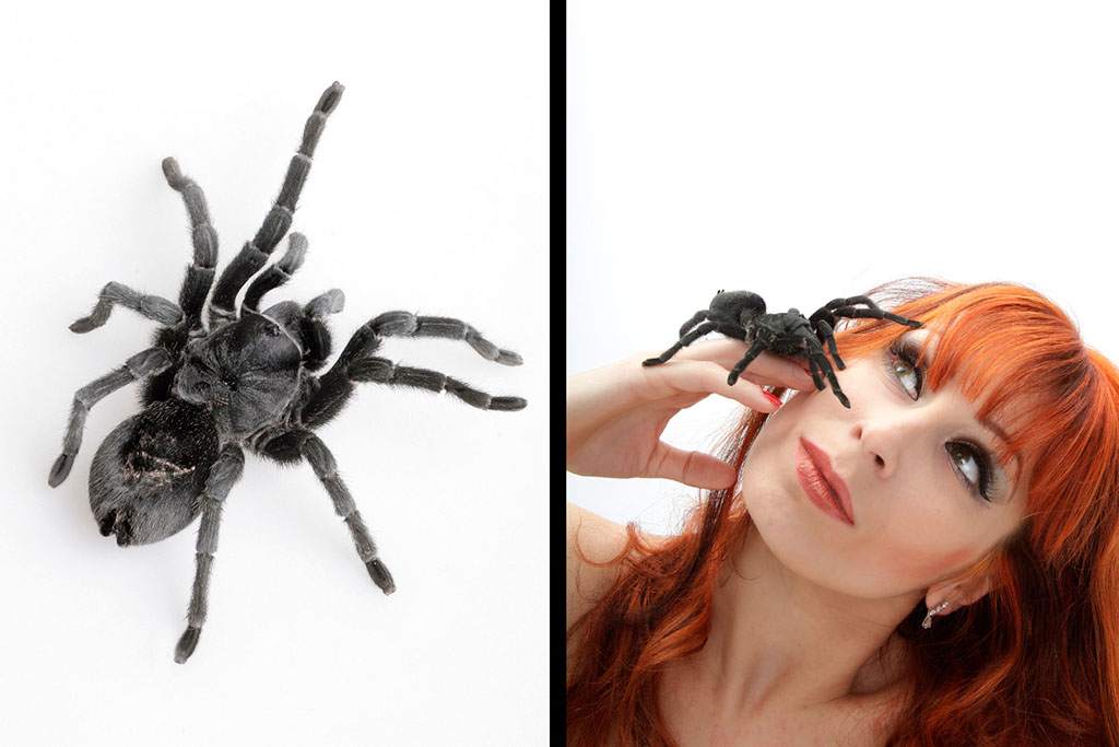 Vogelspinne Katharina filmspinne katharina aus der filmtierzentrale