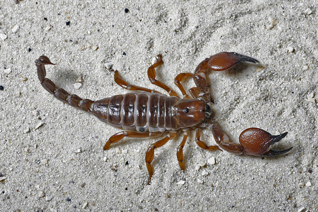 Fotografie von einem Skorpion aus einer Tieragentur
