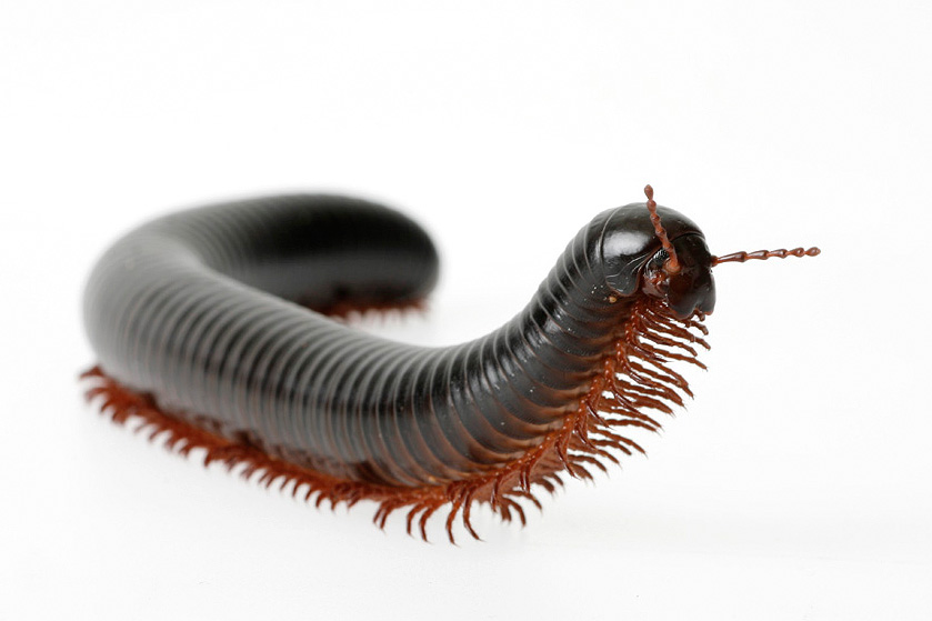 Tausendfüßer und andere Insekten für Filmaufnahmen gibt es in der Filmtierzentrale