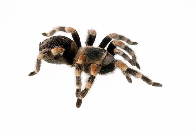 zahme Vogelspinne, bekannt aus Film und Fernsehen